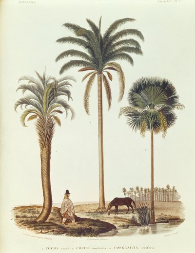 Specie di Palma Argentina, illustrazione da Voyage dans l